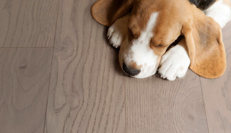 得高環(huán)保地板,健康升級(jí)有效抗菌 圖片1 得高環(huán)保地板,健康升級(jí)有效抗菌 圖片1