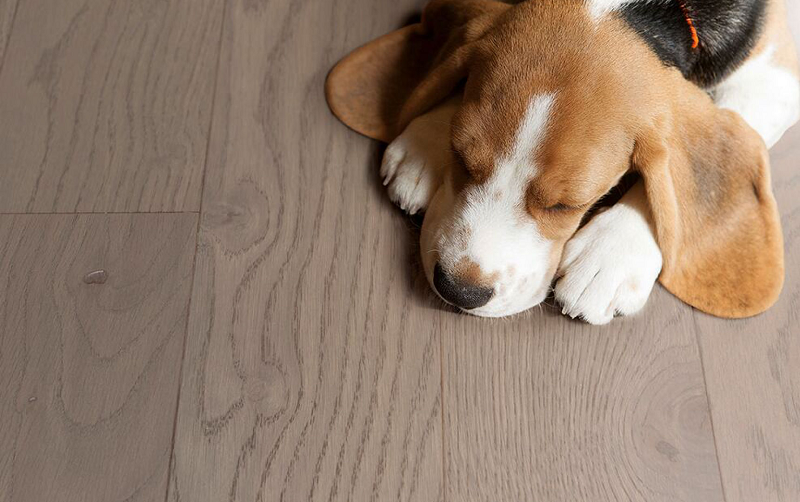 追尋自然的蹤跡,得高Parky環(huán)保地板 圖片3 追尋自然的蹤跡,得高Parky環(huán)保地板 圖片3