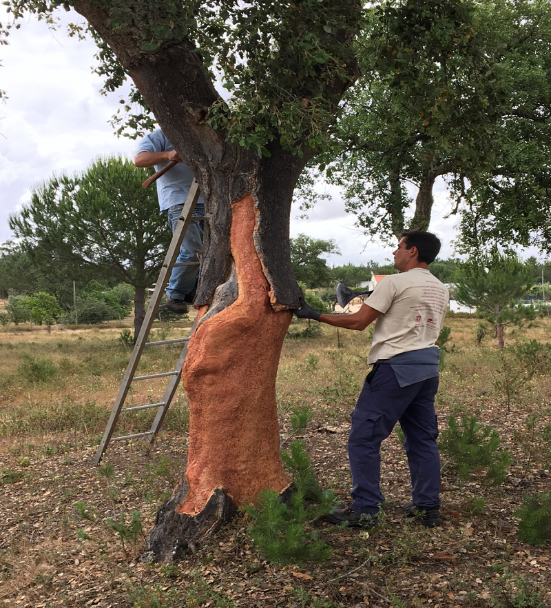 軟木走進家居,生活體驗全面升級 圖片5 軟木走進家居,生活體驗全面升級 圖片5