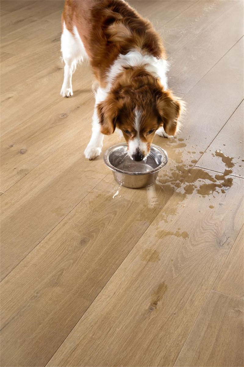 “寵物友好型”地板，得高Quick-Step無懼生活考驗 圖片 4