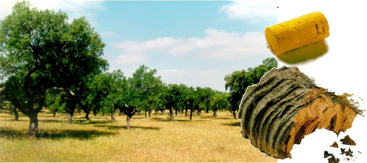 軟木組合套裝，讓家居生活多一點快樂與健康！    image2