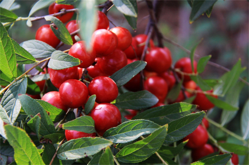 吃足三餐鈣卻只補一半？這些“鈣”念該補補了！ image4