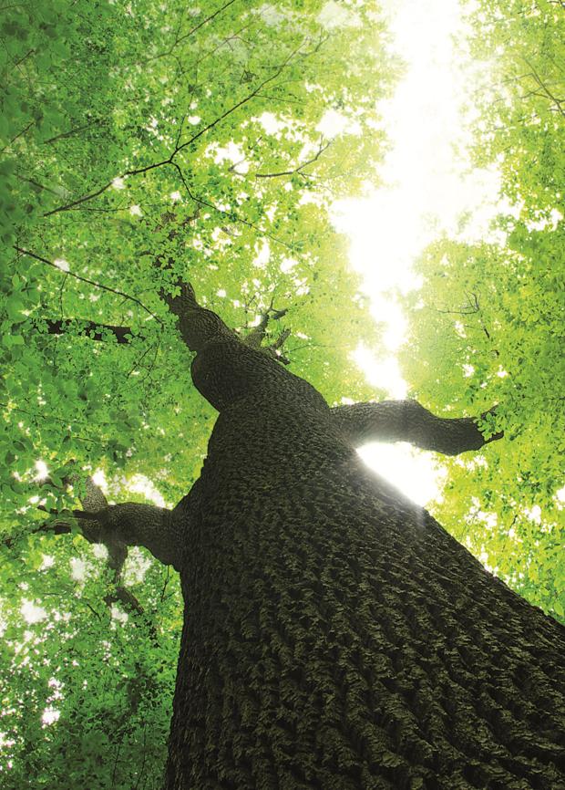 真的那么牛嗎?深扒世界地板大廠的前世今生 圖片9